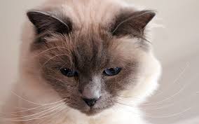 Don't miss what's happening in your neighborhood. The Birman Cat Breed A Complete Guide By The Happy Cat Site
