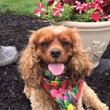 They enjoy napping as much playing fetch. Sofie In Pa Cavalier Rescue Trust