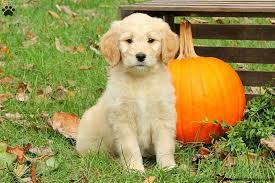 Flat coated retriever puppies for sale in pa. Flat Coated Retriever Puppies For Sale In Pa Bmo Show