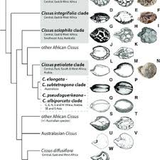Image result for Cissus faucicola