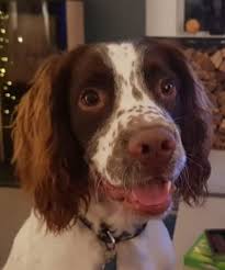 Puppy Growth Chart Loki English Springer Spaniel Male