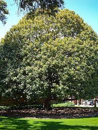 Flowering magnolias can be incorporated into almost any garden style and we offer over 20 varieties that have stunning large flowers in a range of colours and shapes. Magnolia Trees For Sale Buy Magnolia Trees Online The Tree Center