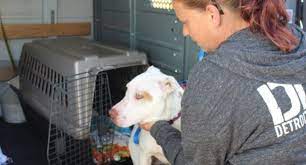 Show all female male urgent. Pit Bulls Behind Bars In This Case A Good Thing Life With Dogs