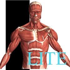 Anatomy 101 offers an exciting look into the inner workings of the human body. Get Visual Anatomy Lite Microsoft Store