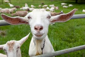 Image result for GOAT