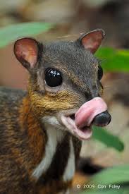 A tiny deer at paignton zoo has given birth just months after she lay critically ill on the. The Lesser Mouse Deer R Gifs Unusual Animals Animals Beautiful Rare Animals