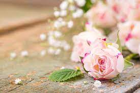 These are the search results for flowers. Hd Wallpaper Rose 4k New Full Hd Flower Flowering Plant Rose Flower Wallpaper Flare