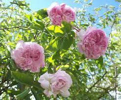 Damsk Blush Is An Old And Very Beautiful Damask Rose That Blooms Once Each Year Damask Roses Are Named After The City Of Dam Rose Rose Varieties Damask Rose