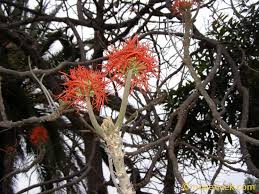 Image result for Erythrina abyssinica