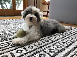 They are so sweet and doing so well. Ten Oaks Doodles Testimonials
