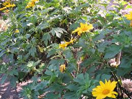 Image result for Tithonia