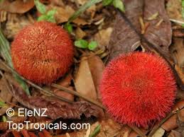 Image result for Parkia