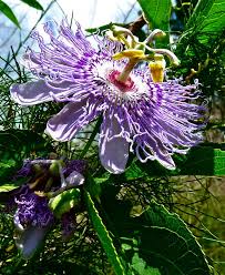 This small native florida palm grows to between 6.5 and 20 ft. Http Www Flwildflowers Com Gallery