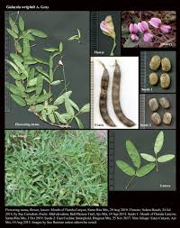 Image result for Galactia