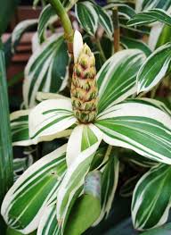 Check spelling or type a new query. Variegated Spiral Ginger Costus Arabicus Variegatus Garden Org
