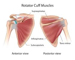 Pathomechanics of cuff tears ; Rotator Cuff Tears