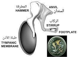 ع ظام الأ ذن الوسطى المطرقة Hammer السندان Anvil الر كاب Stirrup Spoon Rest Membrane Stirrups