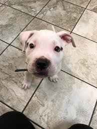 Pug/french bulldog 1 silver brindle male has shots and deworming ready. French Bulldog Puppies Janesville Wi Bmo Show