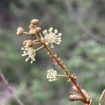 Image result for Croton dichogamus