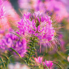 Image result for Cleome