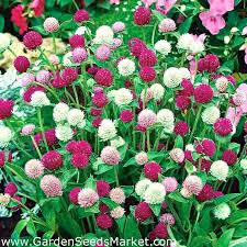 Pin On Plants I Want