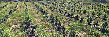 Check spelling or type a new query. Outdoor Autoflower Growing Guide Autoflowering Cannabis Blog