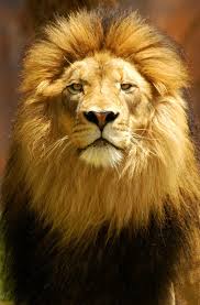 Symbolic Meaning Of Lions Animals Beautiful Lions Animals Wild