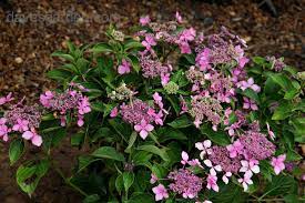 » search the hydrangeas database: Plantfiles Pictures Bigleaf Hydrangea Lacecap Claudie Hydrangea Macrophylla By Melody