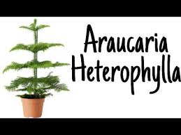 A wide variety of araucarias options are available to you, such as flower type. Araucaria Heterophylla Ø£Ø´Ø¬Ø§Ø± Ø§Ù„Ø£Ø±ÙˆÙƒØ§Ø±ÙŠØ§ ØµØºÙŠØ±Ø© Ø§Ù„Ø­Ø¬Ù… Youtube