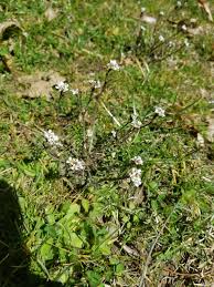 We did not find results for: Does Anyone Know The Name Of These Precious Little White Flowers Us Zone 6 Whatsthisplant