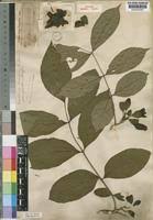 Image result for Markhamia tomentosa