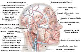 This is an article about the segments branches and clinical aspects of the internal the neck diagram above shows you the structure and anatomy of the neck. Human Head Artery And Vein Supplement Lateral View