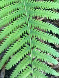 Image result for Thelypteridaceae