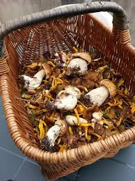 Cepes Girolles Chanterelles Pieds De Mouton Laccaires Amethyste Stuffed Mushrooms Vegetables Food