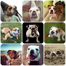 Bulldog Borrowmydoggy Leaving Pawprints Of Happiness