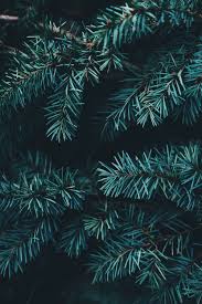Maybe you would like to learn more about one of these? 900 Christmas Background Images Download Hd Backgrounds On Unsplash