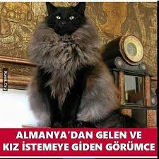 Check spelling or type a new query. Gorumce Funny Animal Videos Funny Gif Funny Times