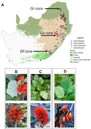 Image result for Greyiaceae