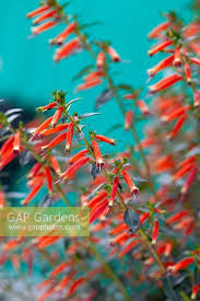 Image result for Cuphea micropetala