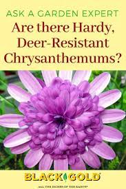 Deer resistant california native plants. Deer Resistant Chrysanthemums For Northern California Hardy Mums Chrysanthemum Colorful Garden