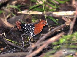 October Bird Of The Month Home World Bird Info World Birds African Rainforest White Spot