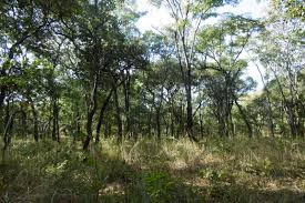 Image result for Brachystegia longifolia