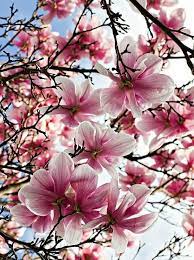 Japanese Magnolia Tulip Magnolia Verbanica Flower Essence Japanese Magnolia Tree Flowering Trees Beautiful Flowers