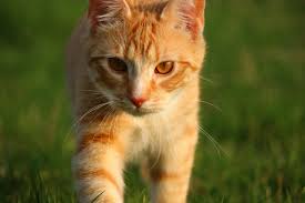 Gambar gratis: rumput, kucing lucu, kuning, hewan peliharaan, bulu ...