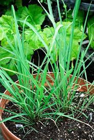 We did not find results for: Information And Tips For Growing Lemongrass Plants