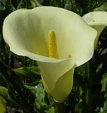 Image result for Zantedeschia rehmannii