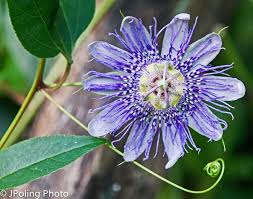 Maybe you would like to learn more about one of these? Passionflower Asheville Nc Botanical Gardens Planting Flowers Unique Plants Passion Flower