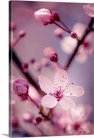 10 Amazing Cherry Blossom Photography Images Sakura Belles Fleurs Fleurs