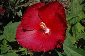 Image result for Hibiscus noldeae