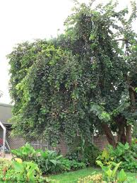 Image result for Cordia sp.A.